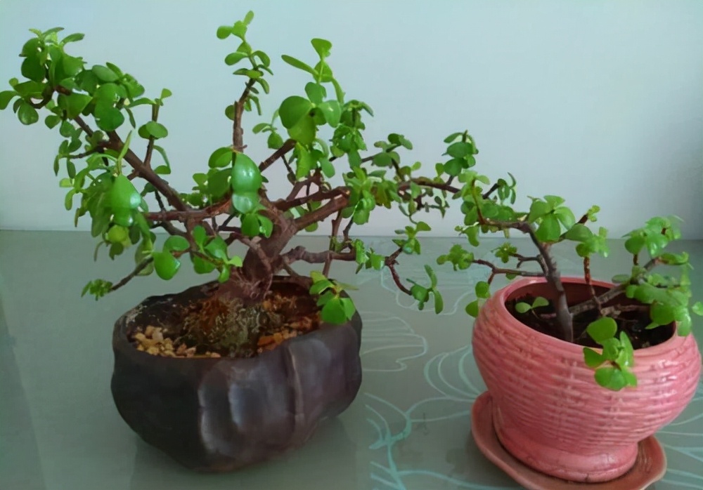 金枝玉叶花卉（金枝玉叶有6怕，难怪叶片哗哗掉，避开枝叶紧凑，二三年成老桩）