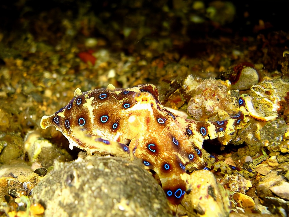 小巧可爱没有人巴掌大的章鱼(很小很小的章鱼) - 趣味头条