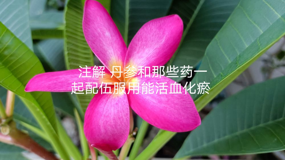 丹参和那些药一起配伍服用能活血化瘀(丹参可以与哪些药配伍)