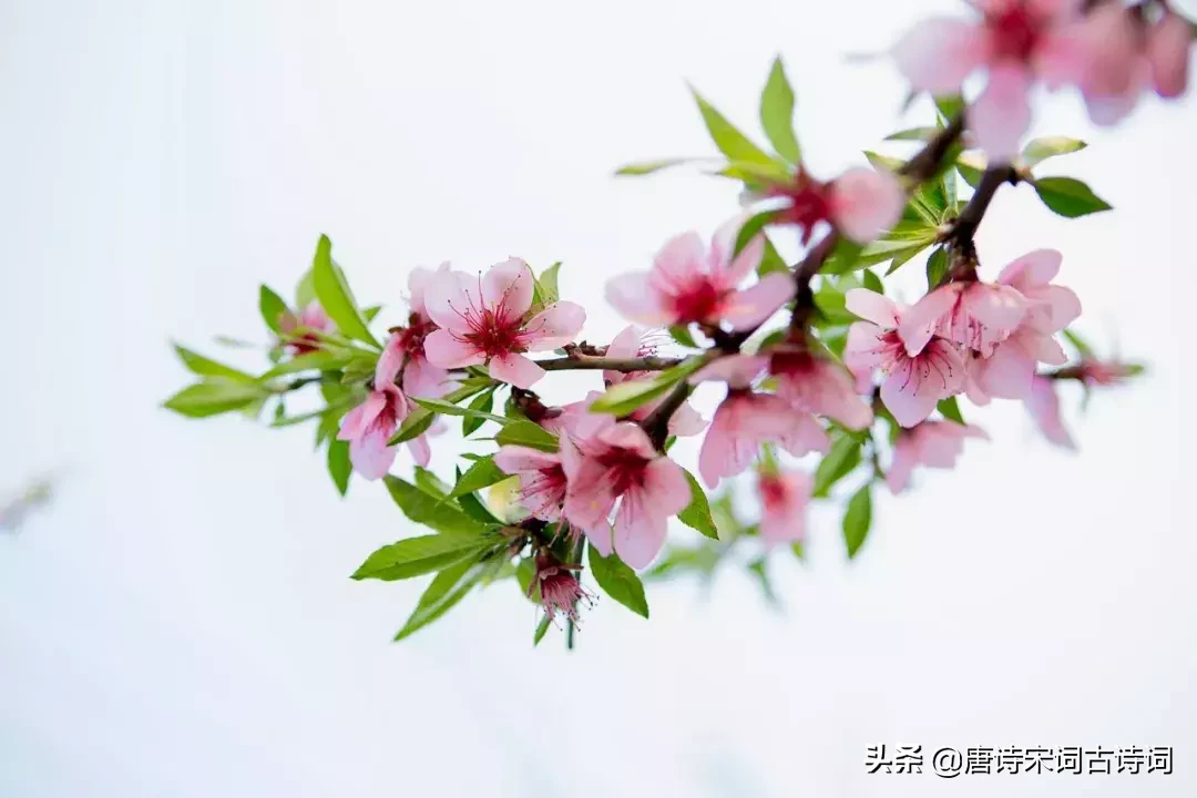 48首桃花诗词,许你十里桃花,遇见最美的桃花