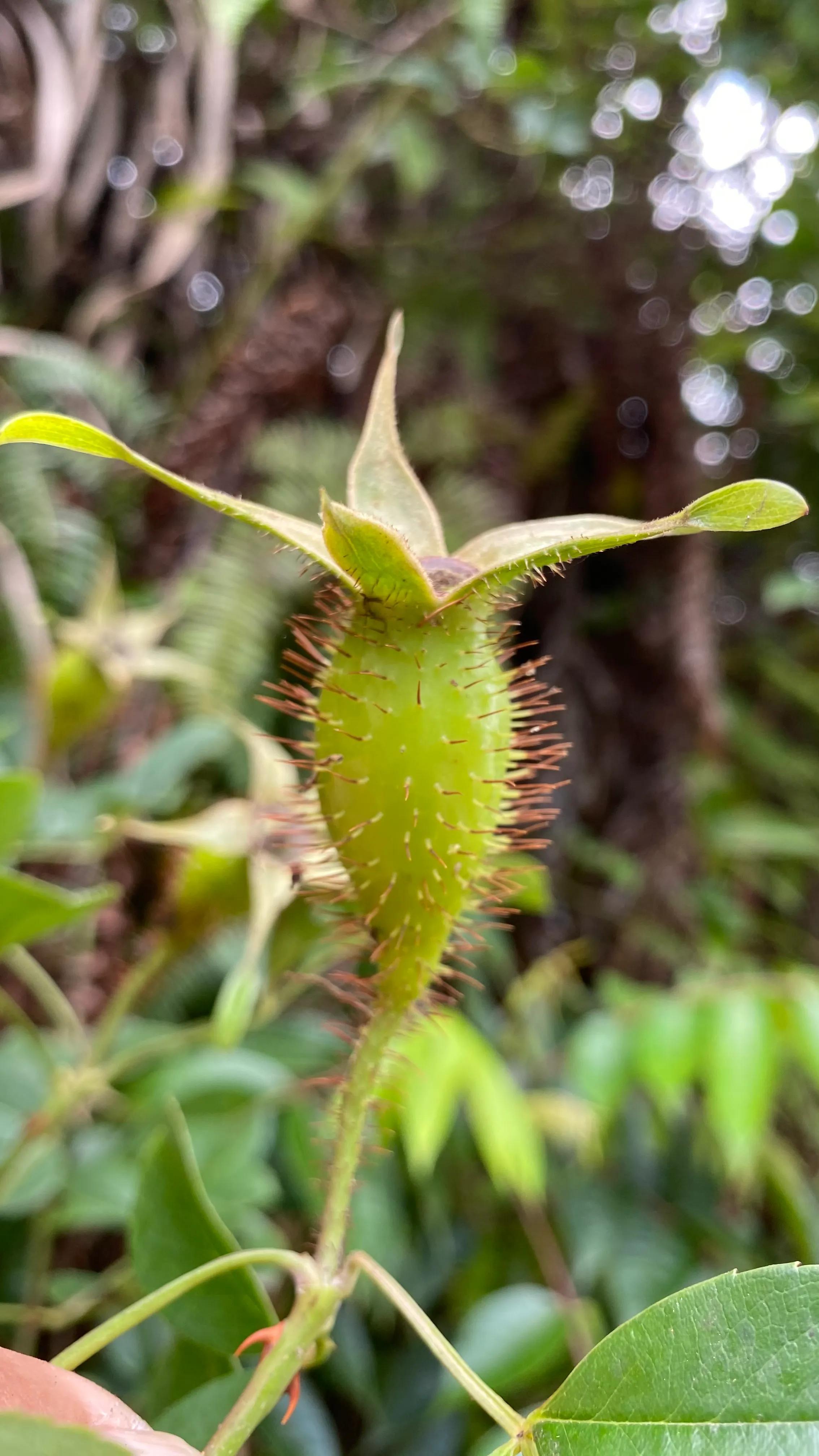 刺果子(福建老板娘,收购农村山上这种满身带刺的野果子,你家乡有吗?