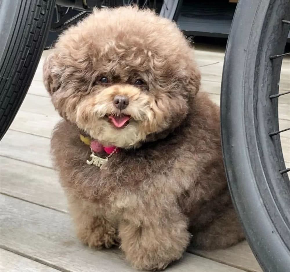 秋天到了,养泰迪再不注意这几点,对它伤害很大