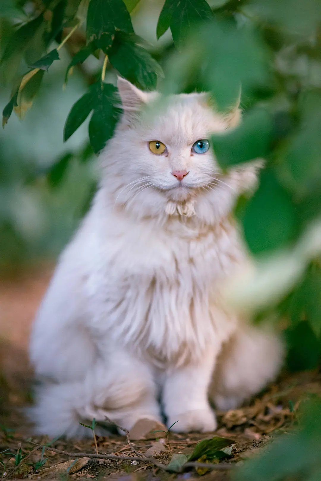 中华田园猫丨狮子猫