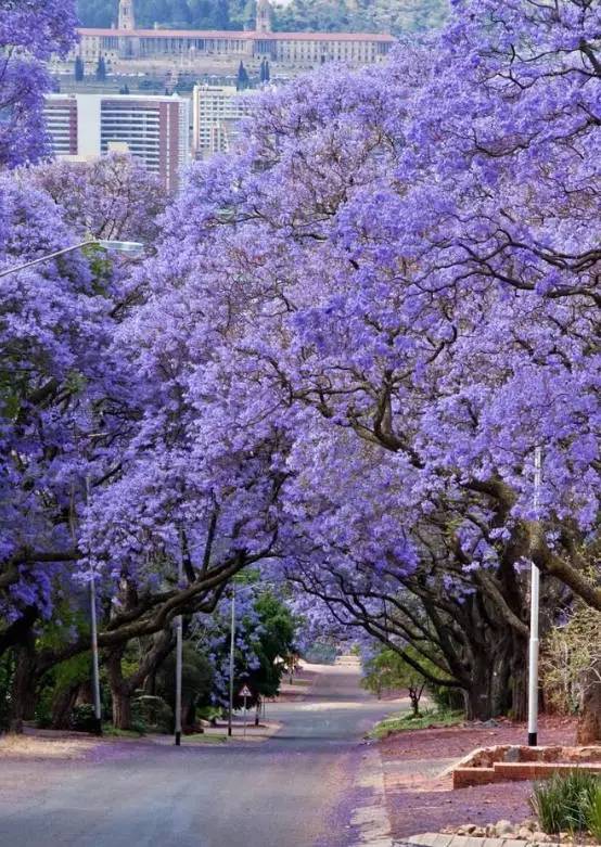 绿化树品种大全(100种绿化带或路边常见的花草树木)