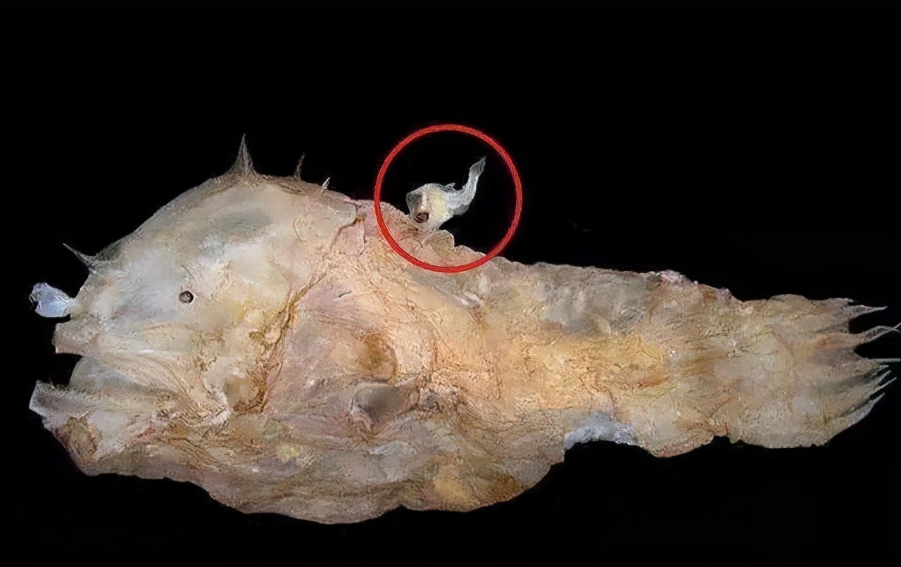 雄鱼图片(吃软饭的终极方式) - 赤虎壹号
