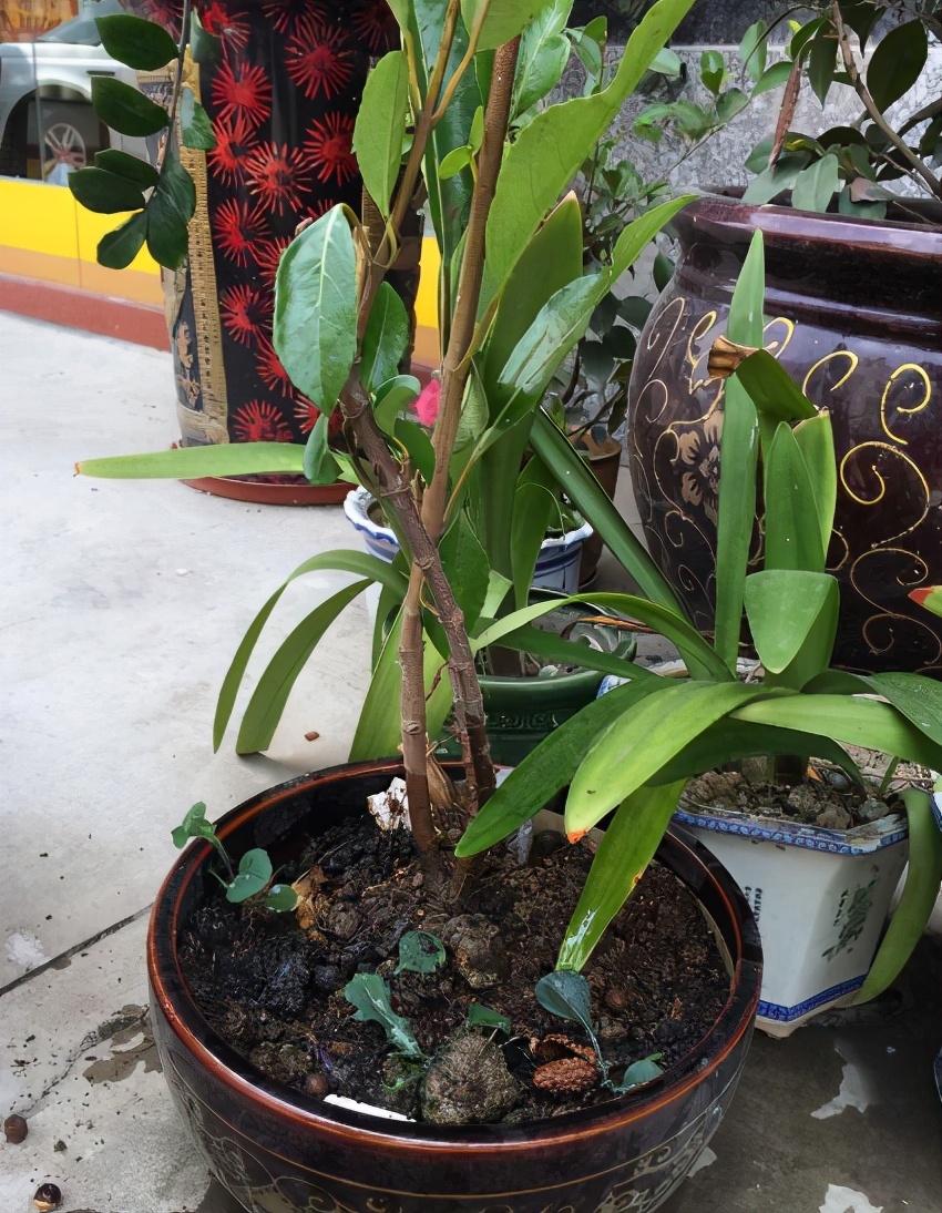 山竹花盆栽怎么养需要注意什么「图文」-骁龙网