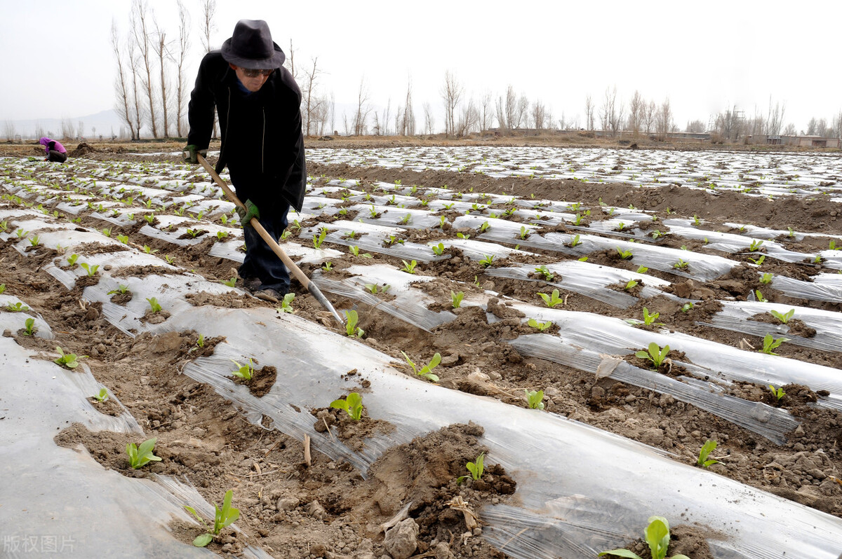 莴笋什么时候种植最好（栽培莴笋的4个方法）