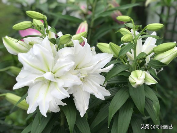 百合养护攻略，花期长达30天，简单4步教会你，春节正赶开花
