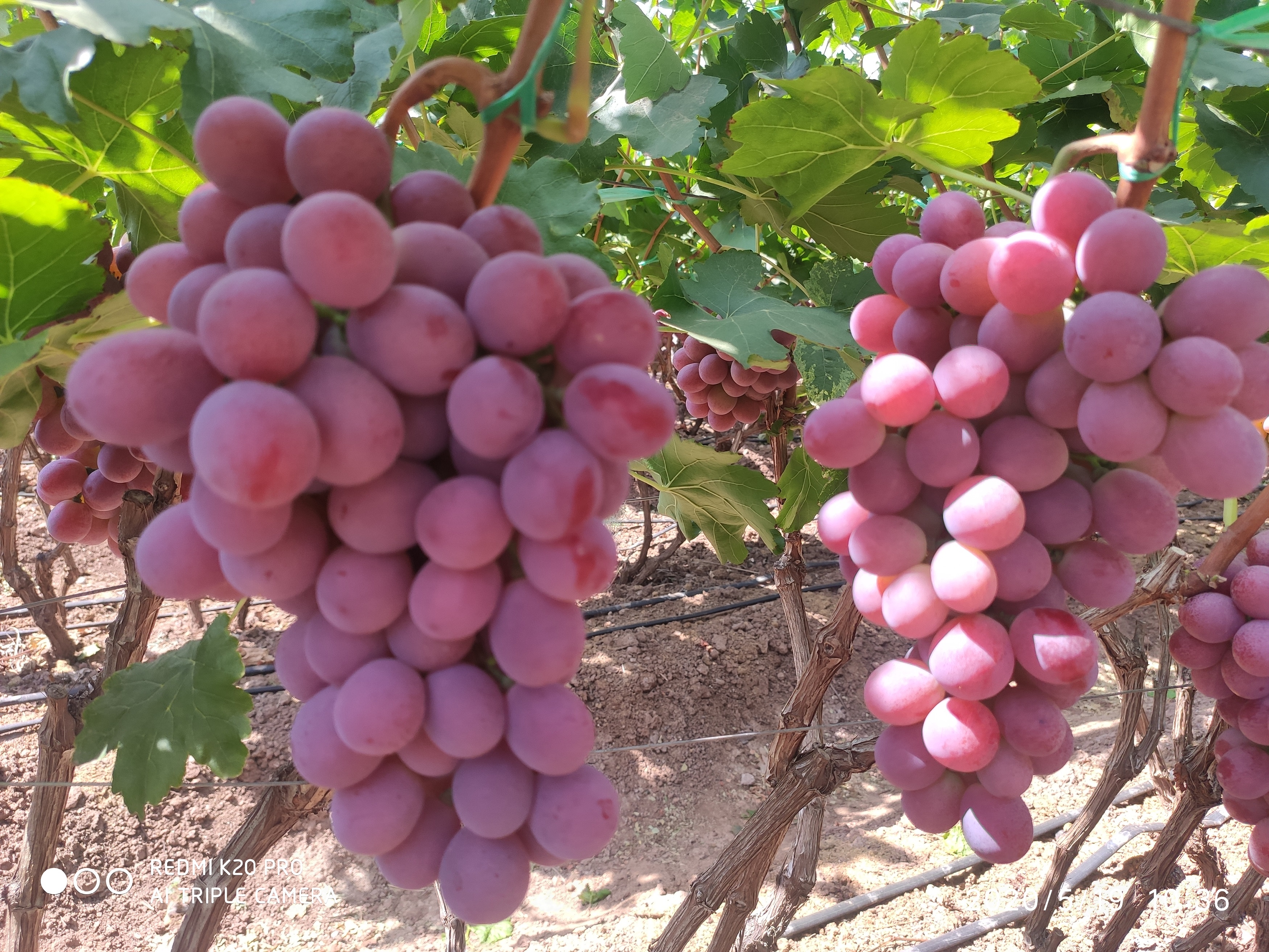 葡萄补钙用什么好(葡萄补钙什么牌子好) - 114货源网