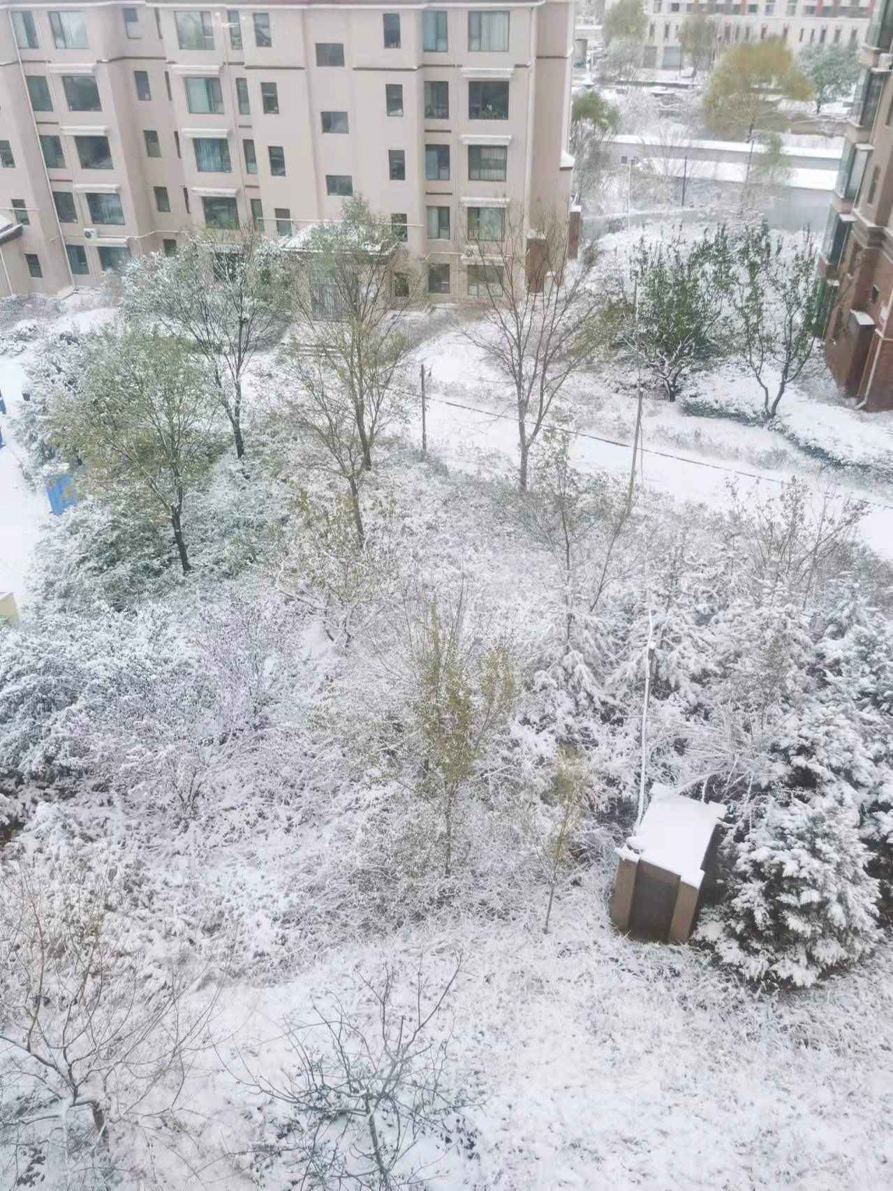 初雪来啦！山东网友纷纷晒出各地雪景，你们那里下雪了吗？