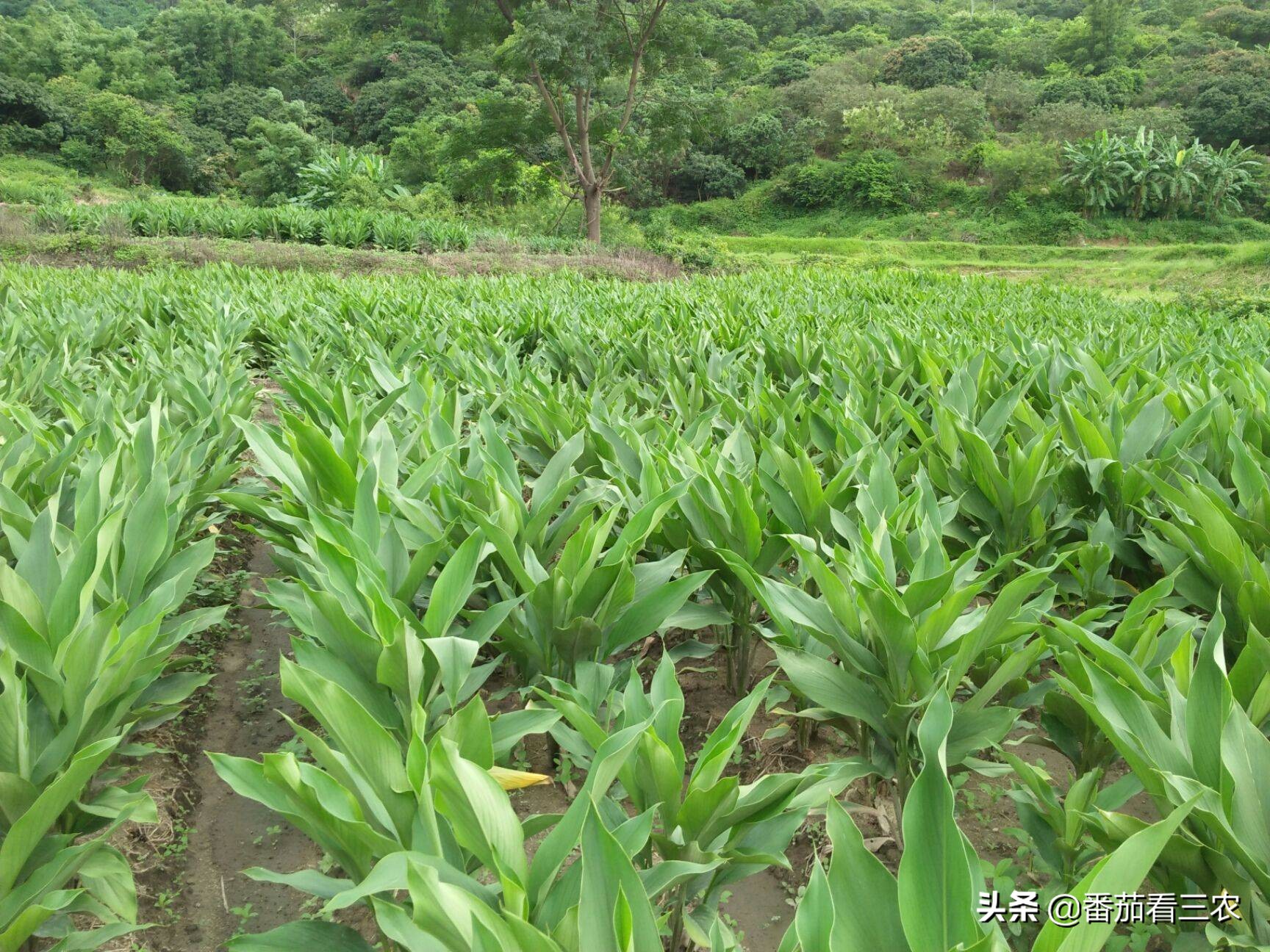 一,莪术种植发展的困境有哪些?