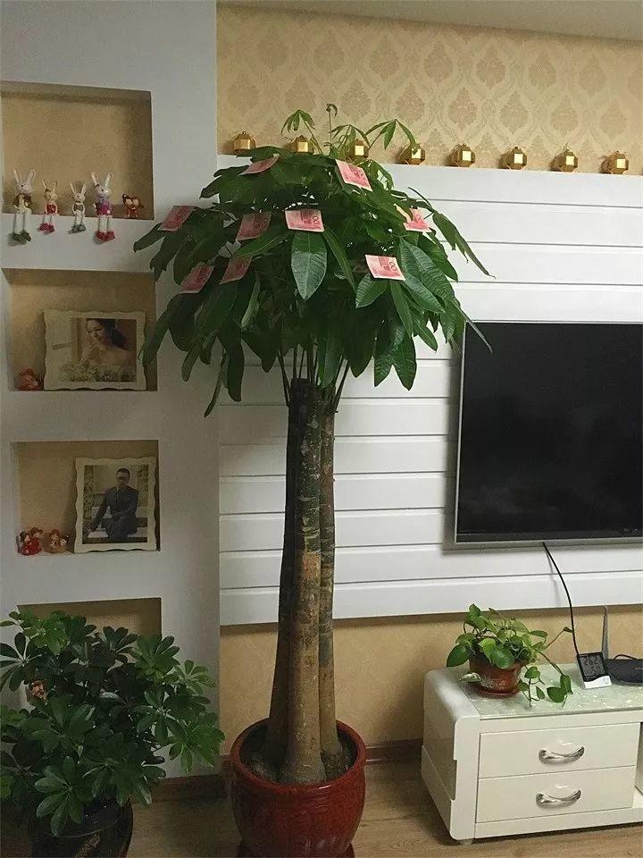 属羊的养什么花最旺财招财 金钱树君子兰富贵竹_达一风水网