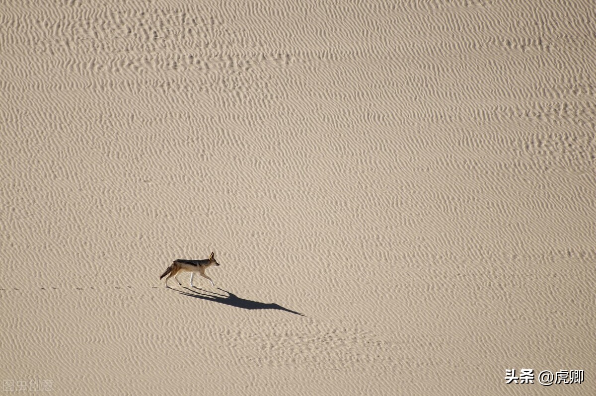 吃毒蝎的沙漠精灵，狐獴身长30厘米，为何不怕剧毒膨蝰和眼镜蛇？