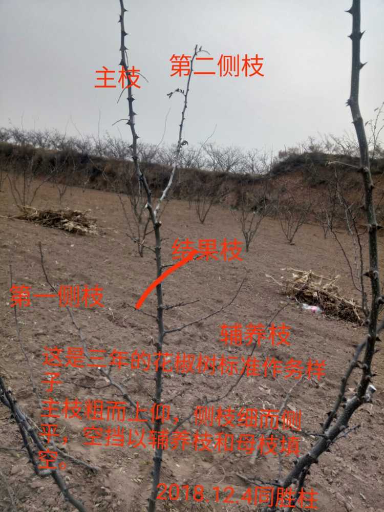 花椒树几月份发芽（细谈花椒树的生长习性规律）