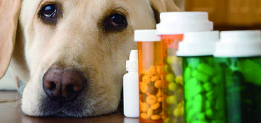 钙——你的狗狗补对了吗？