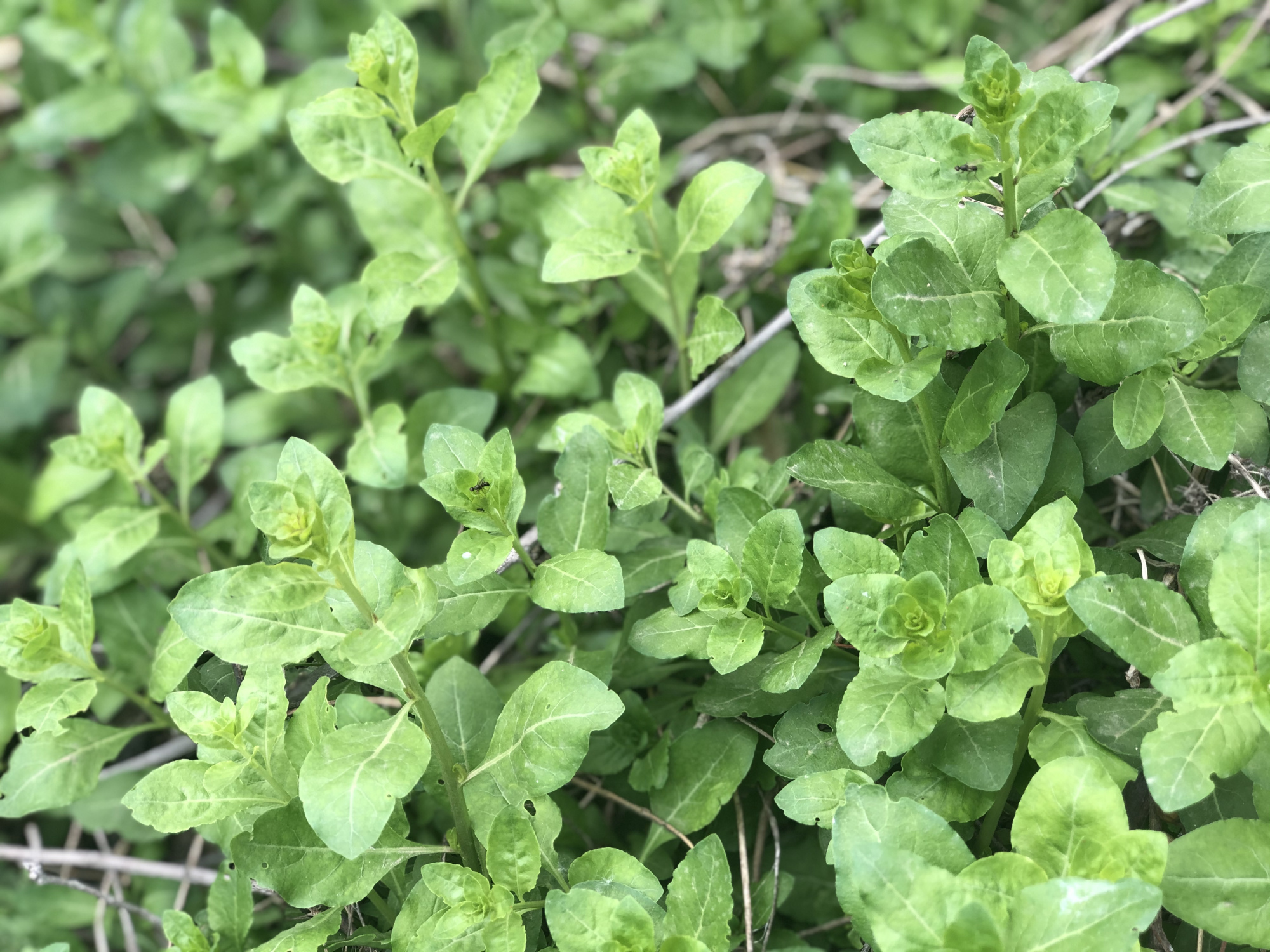 枸杞尖怎么做好吃（春天这野菜下火明目营养高）