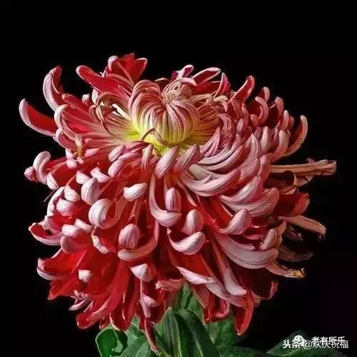 万花凋谢，秋菊傲霜（太美了！）