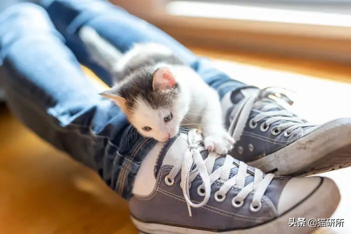 猫咪为啥沉迷吸鞋？这样会传染脚气吗？