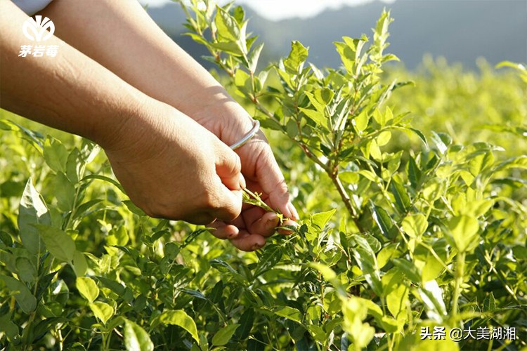 周芦屾：张家界莓茶产业发展的思考