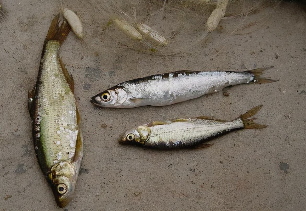 抗浪鱼:曾获康熙青睐成朝廷贡品,差点吃到灭绝,如今150元1斤