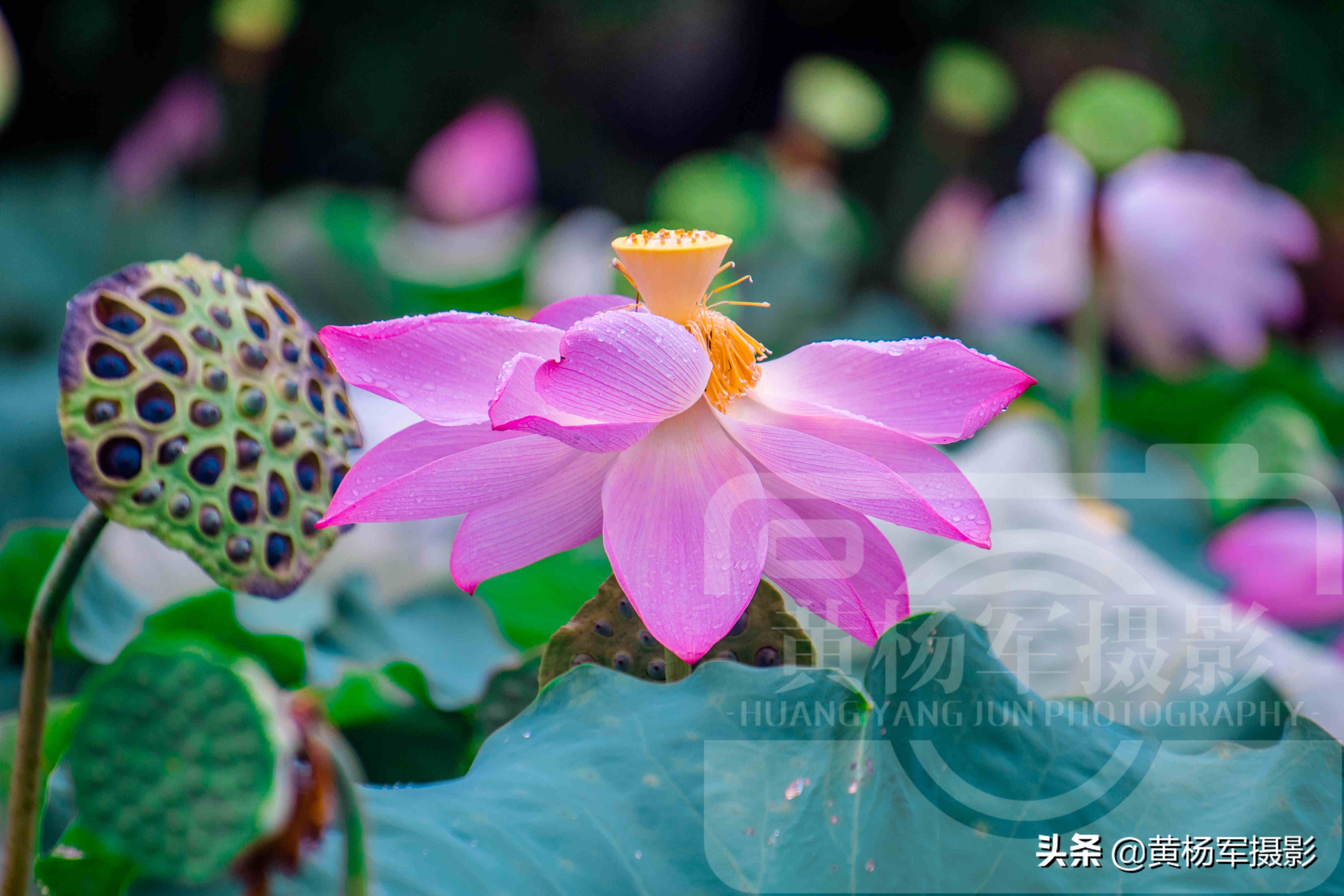 遇见雨中妩媚绽放的荷花，芬芳靓丽，娇艳多姿的花朵湿润百态的美