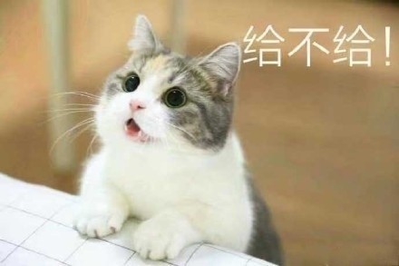 猫咪要钱套路表情包合集