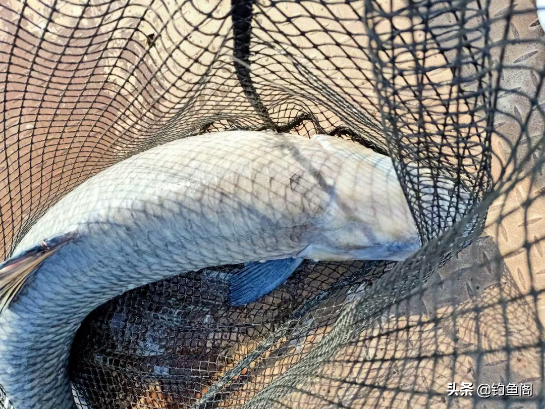 用短竿的才是高手？李大毛、化绍新笑而不语，刘志强退出群聊