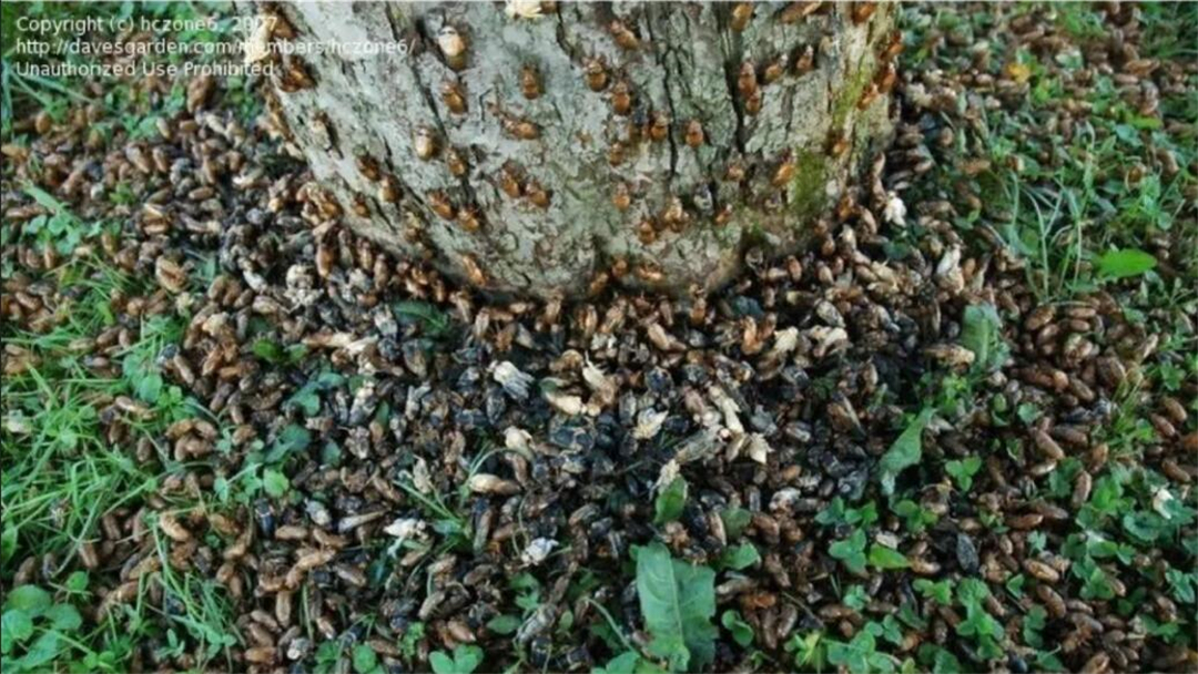 地底沉睡17年的周期蝉,将席卷美国15个州,到底是何方神圣?