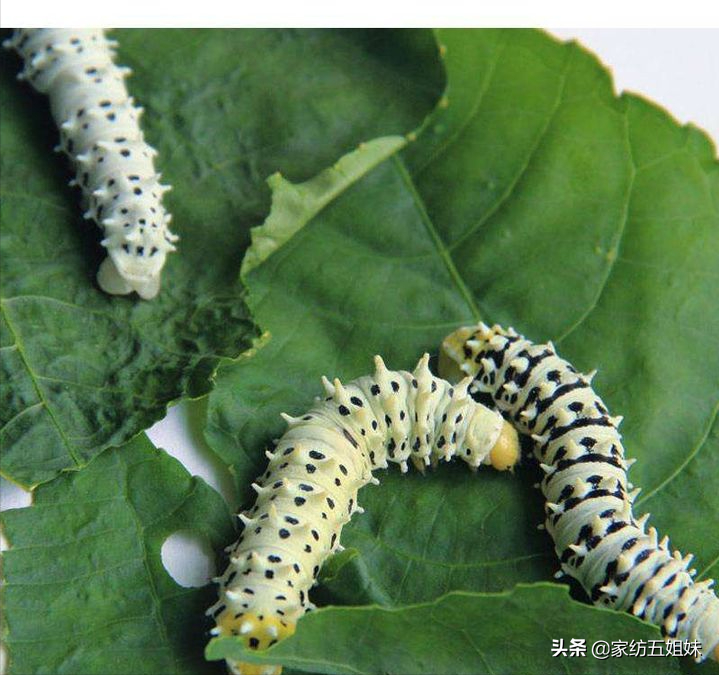 其实除了以上蚕种之外,还有其他蚕种,比如虎蚕,天蚕,琥珀蚕,樟蚕,栗蚕