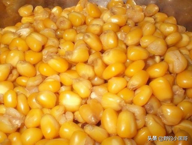釣鯉魚用什么餌,釣鯉魚用什么餌料最好