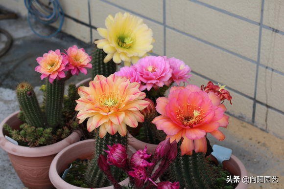 仙人球开花是什么兆头是喜事吗(仙人球养开花，花瓣寓意“幸运”，两个小要求，一下能开6朵花)