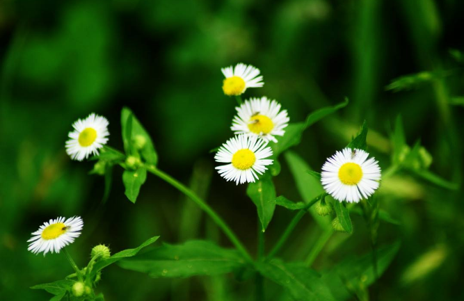 「诗词鉴赏」野花无主为谁芳，古诗词里的野菊，寂寞开，别样美