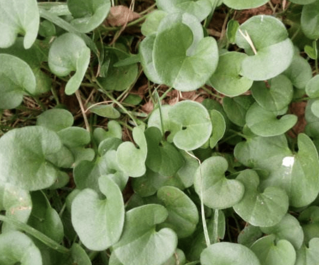 荷包草功效与作用-我的快乐小窝