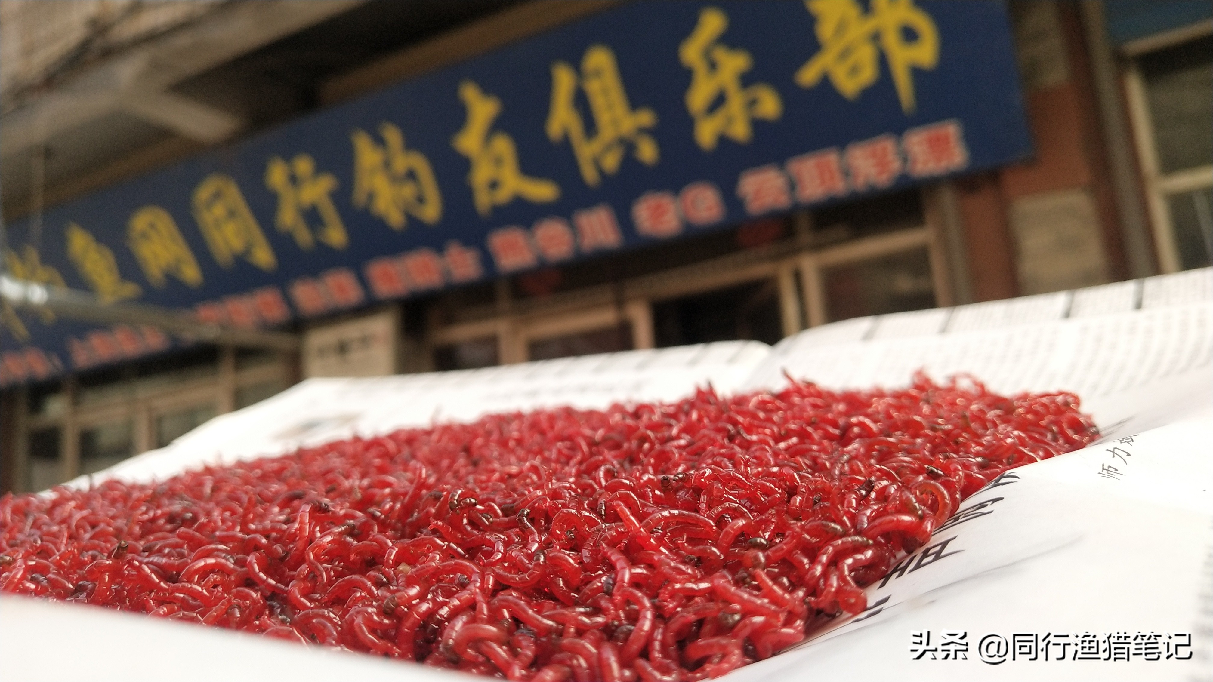 黑坑钓鱼禁用饵料TOP10：红虫为何被列为重点禁用品种