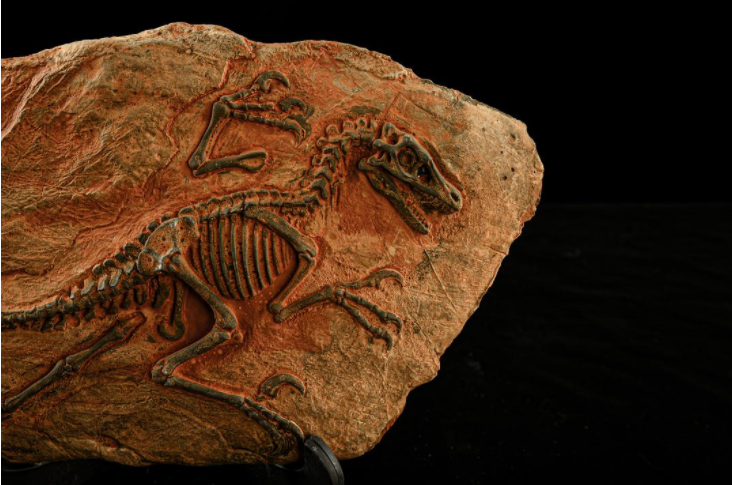 中国甲龙化石图片