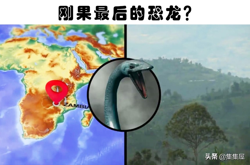 世界上有哪些动物「专家解答」