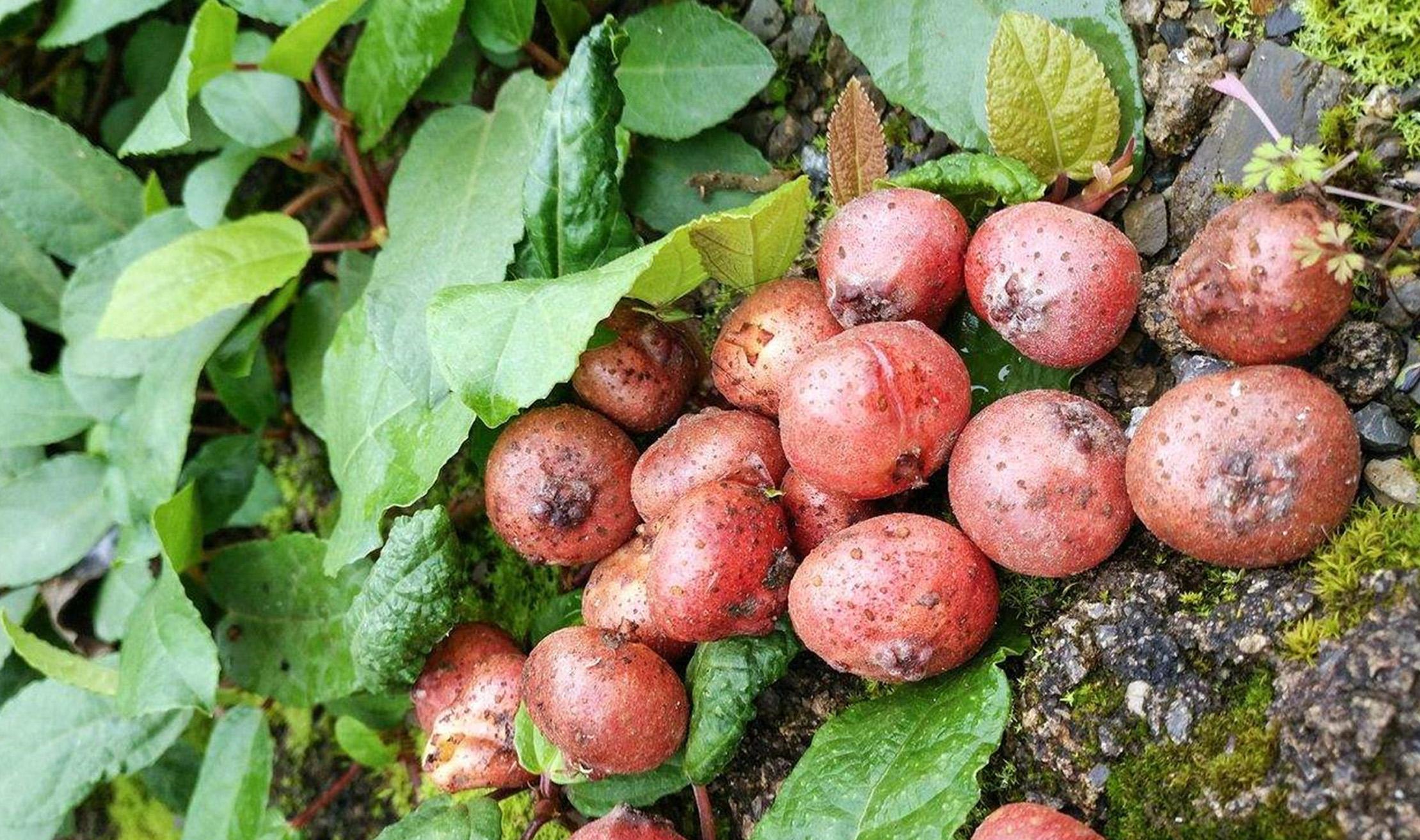 别名:地石榴,地枇杷,地胆紫,霜坡虎,地棠果,地板藤等,主要分布于贵州