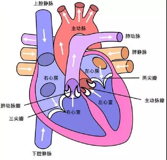 心脏血流图 示意图图片