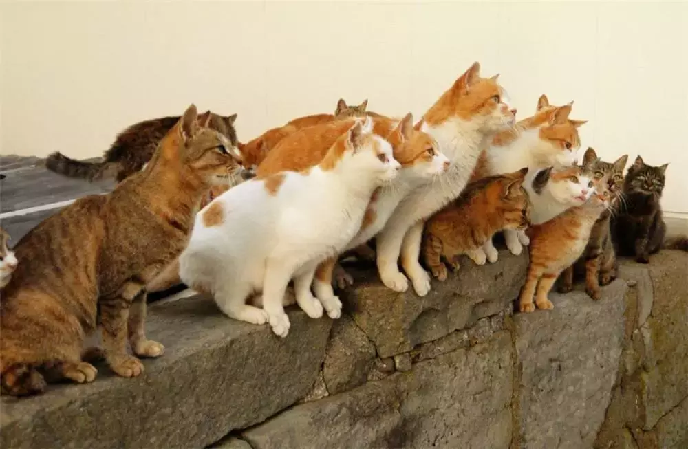 梦到猫,应该如何解梦?
