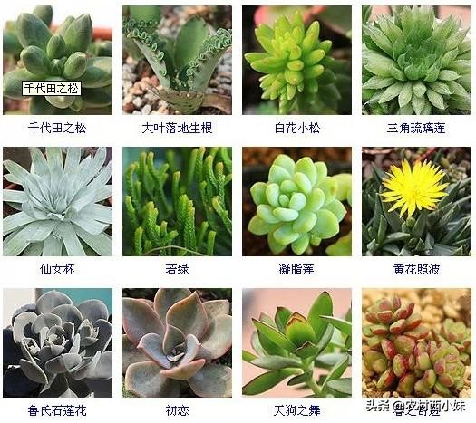 多肉的种类名字（144种多肉植物常见品种名称大全）