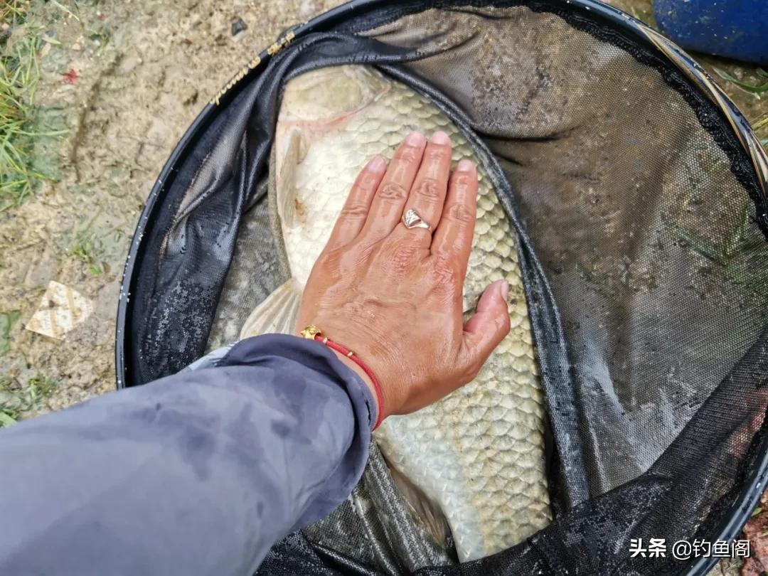 鱼钩和鱼线的秘密！了解这3种搭配方式，钓起鱼来得心应手