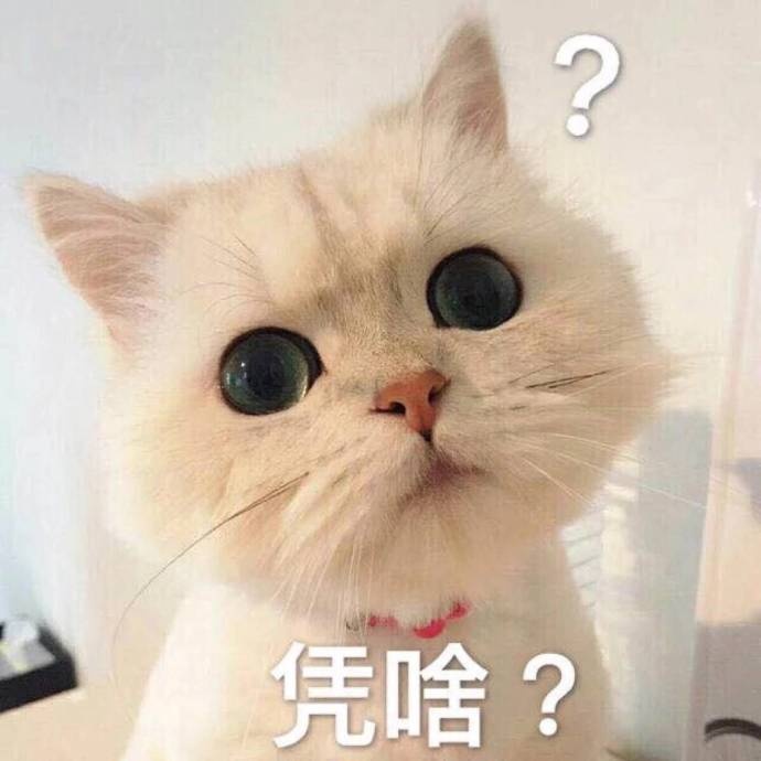 猫咪表情包｜你能拿我怎么样？打我啊