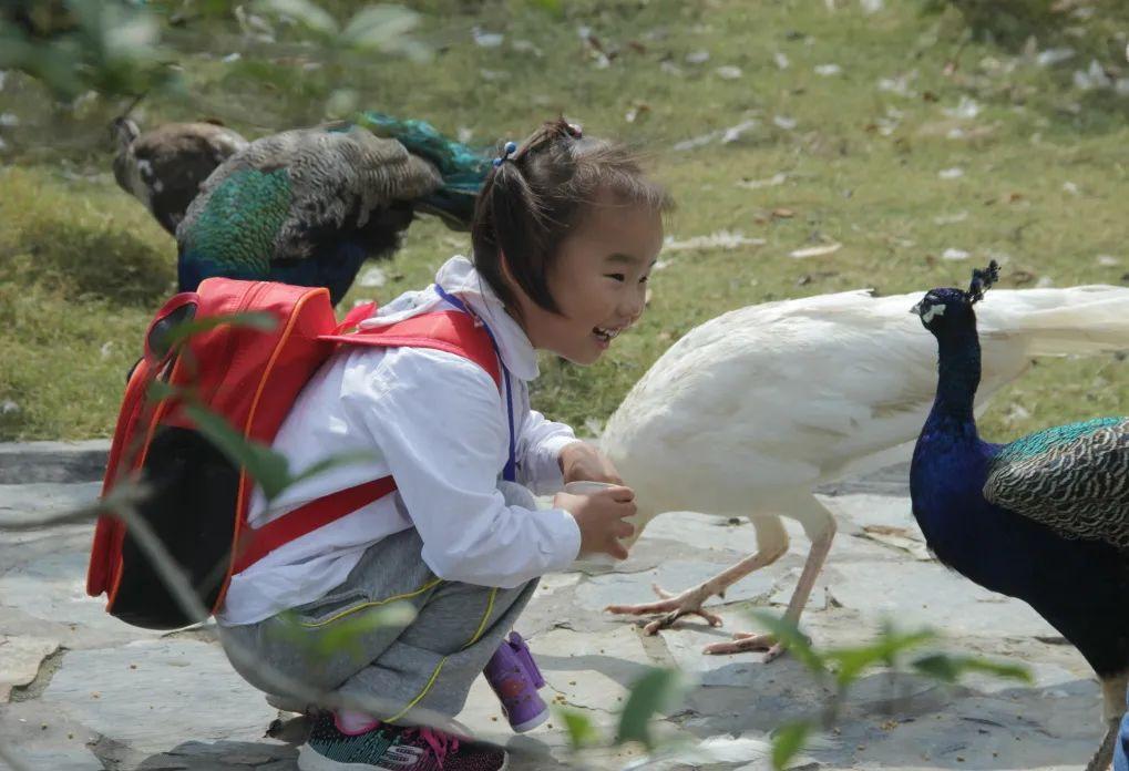 南通森林野生动物园门票成人票-开沙岛旅游网