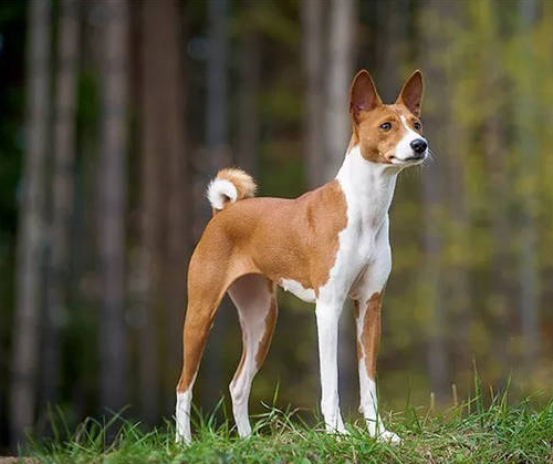 巴仙吉犬,巴仙吉犬的優(yōu)點和缺點
