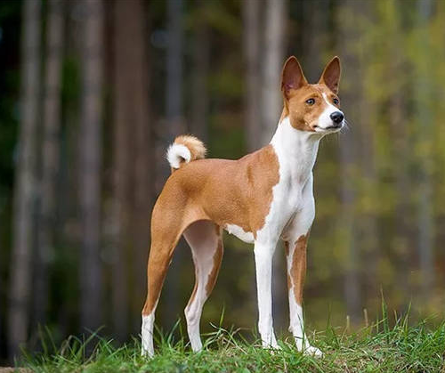 巴仙吉犬,巴仙吉犬的优点和缺点