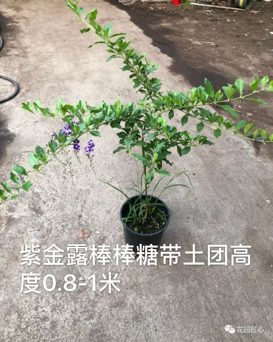 盘点下那些在夏天盛开的植物