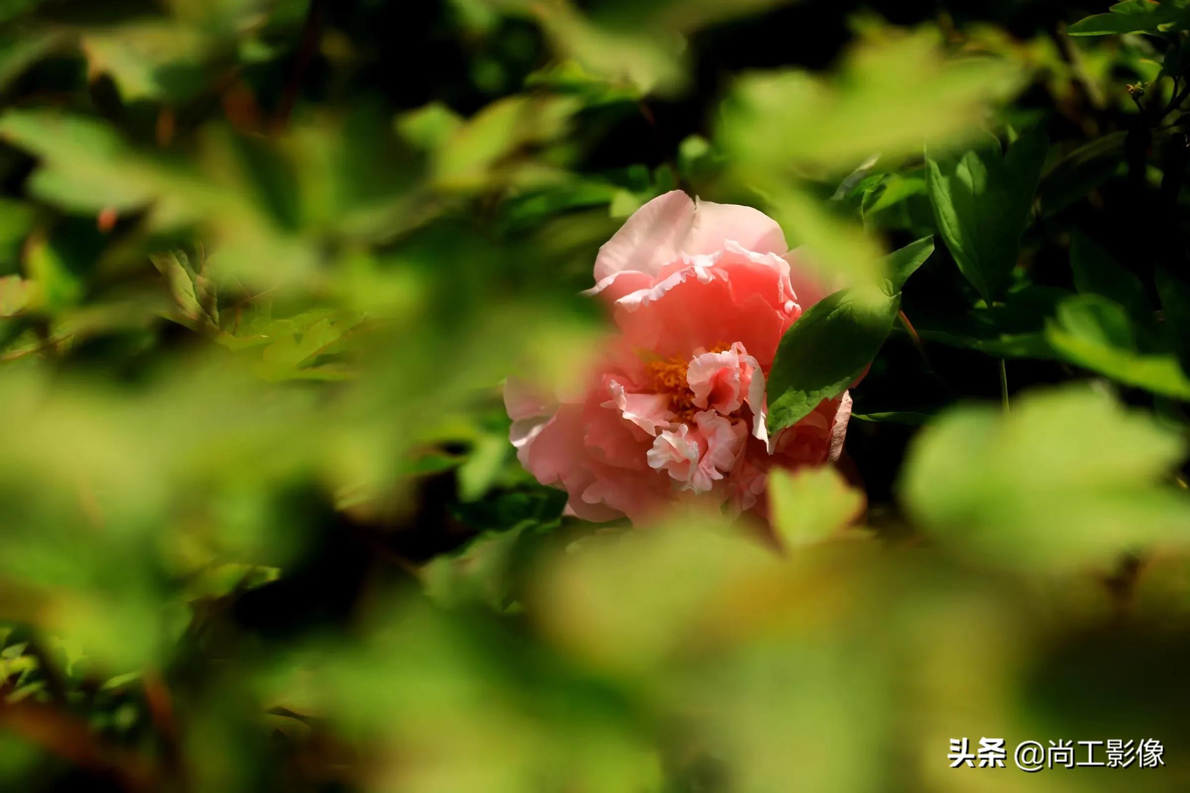 惟有牡丹真国色，花开时节惹人醉