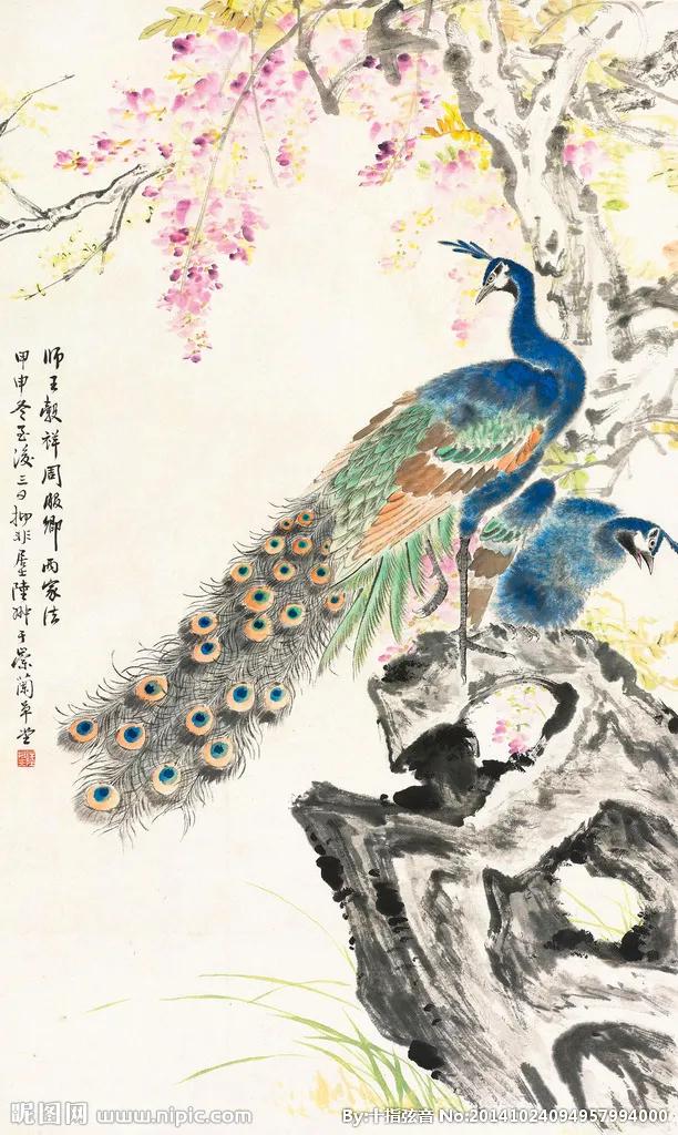 孔雀东南飞！高贵、冷艳的白孔雀