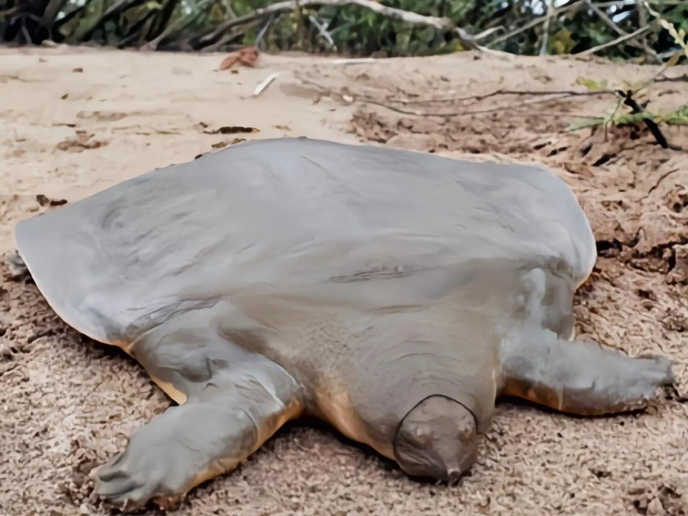 解谜"1965年黄河捕获巨龟"的传说!龟鳖类最大能长多大?