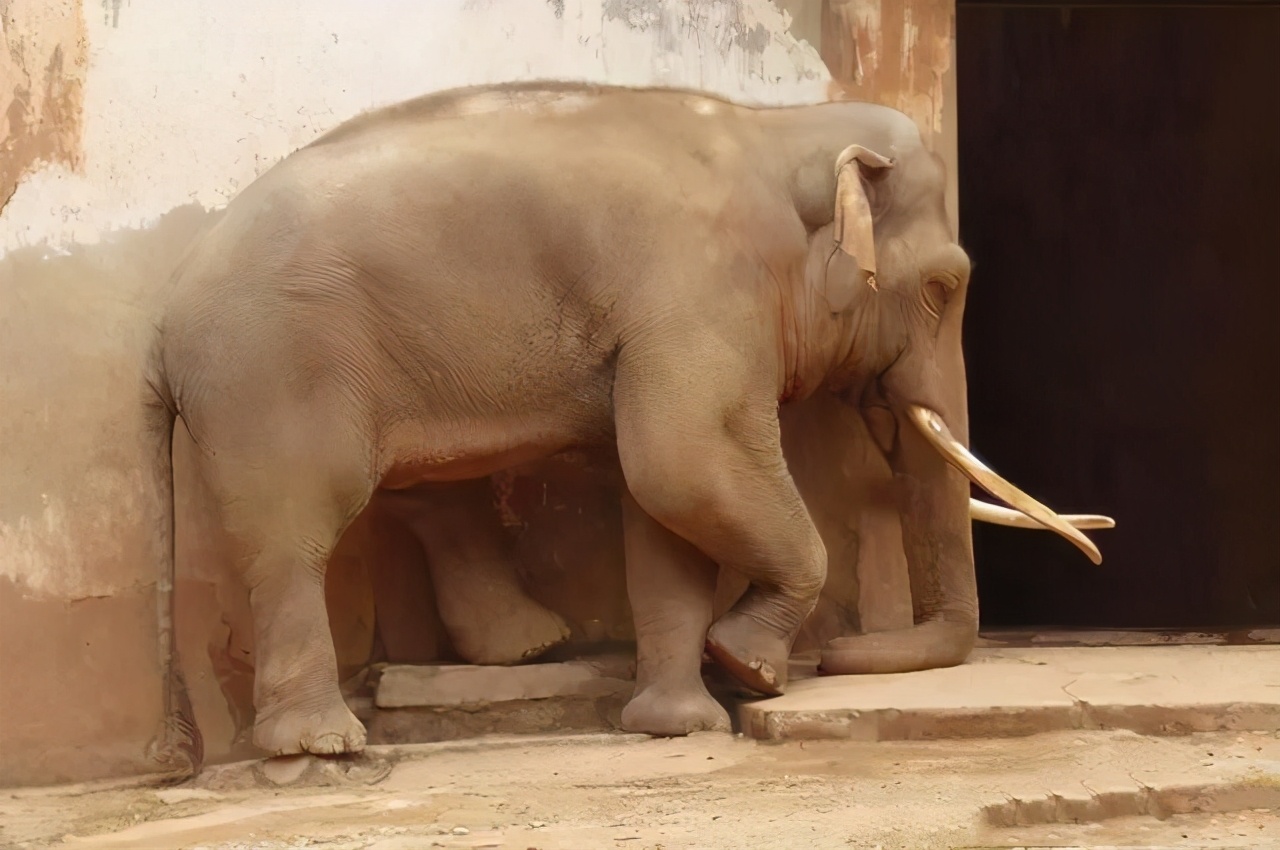 大象站着睡还是躺着睡大象睡觉姿势